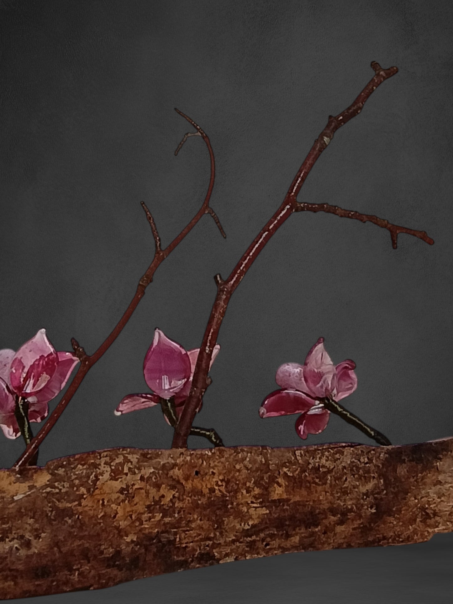 Fiori Di Orchidea Rosa