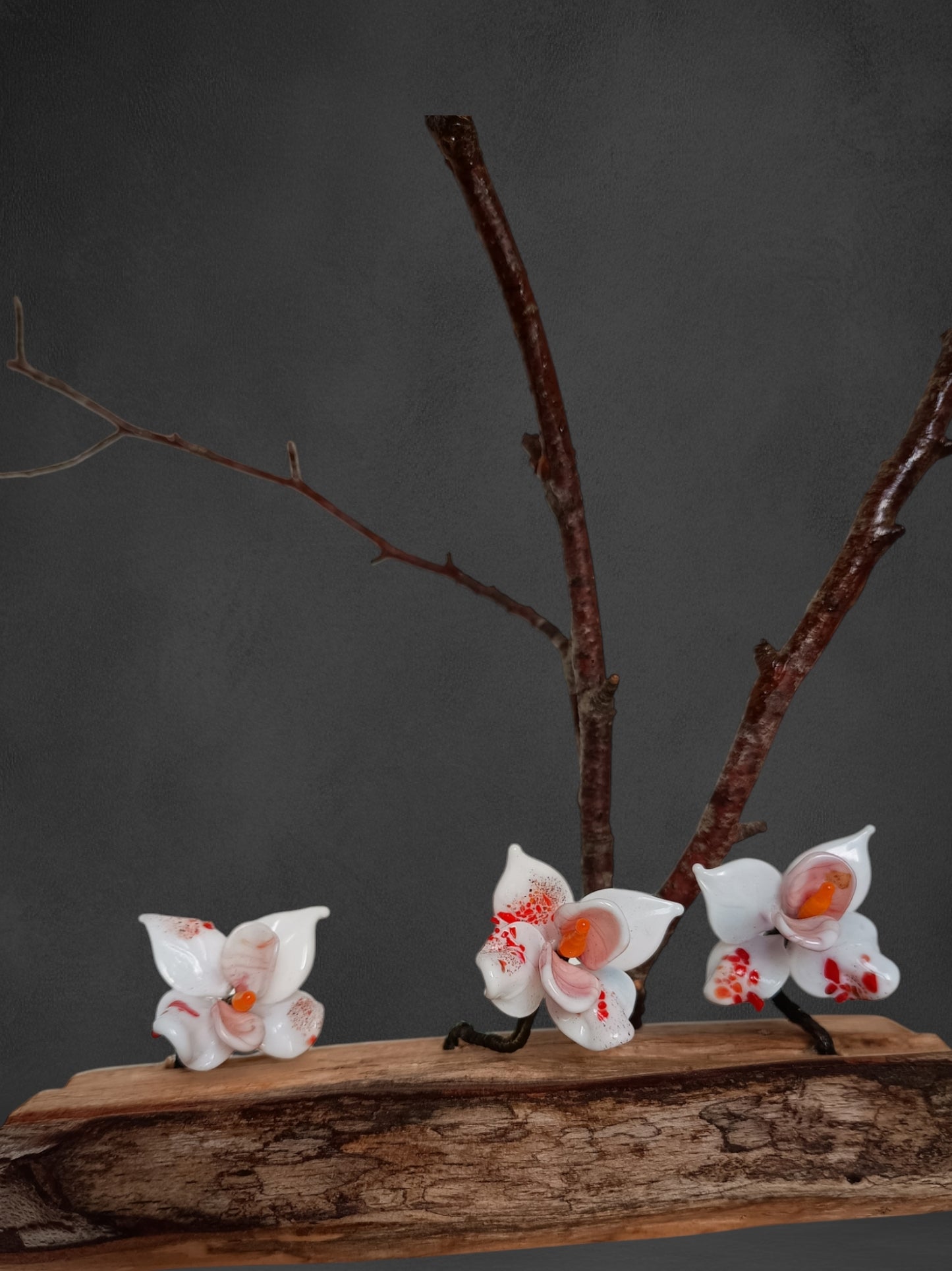 Fiori Di Orchidea Bianca