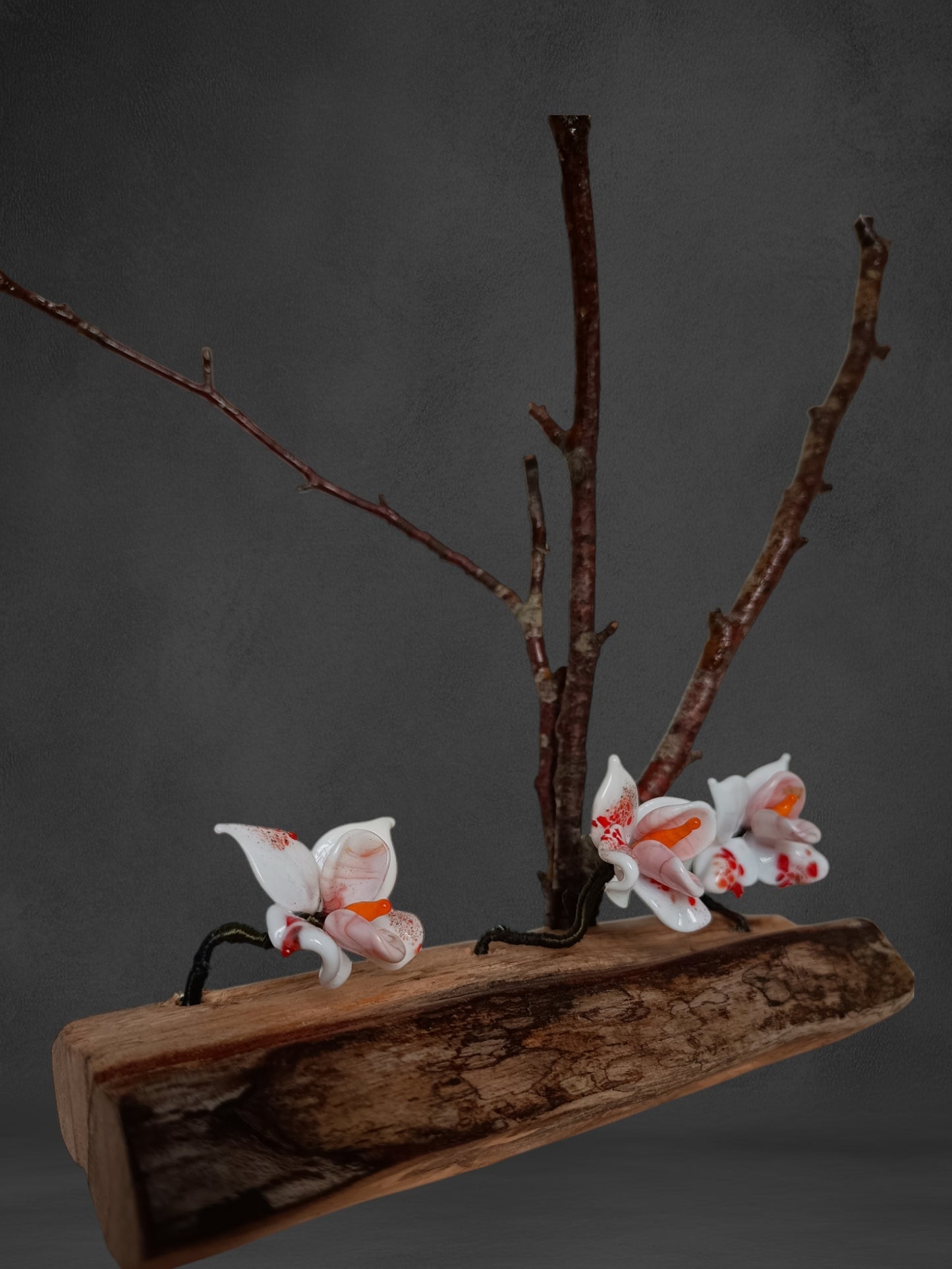 Fiori Di Orchidea Bianca