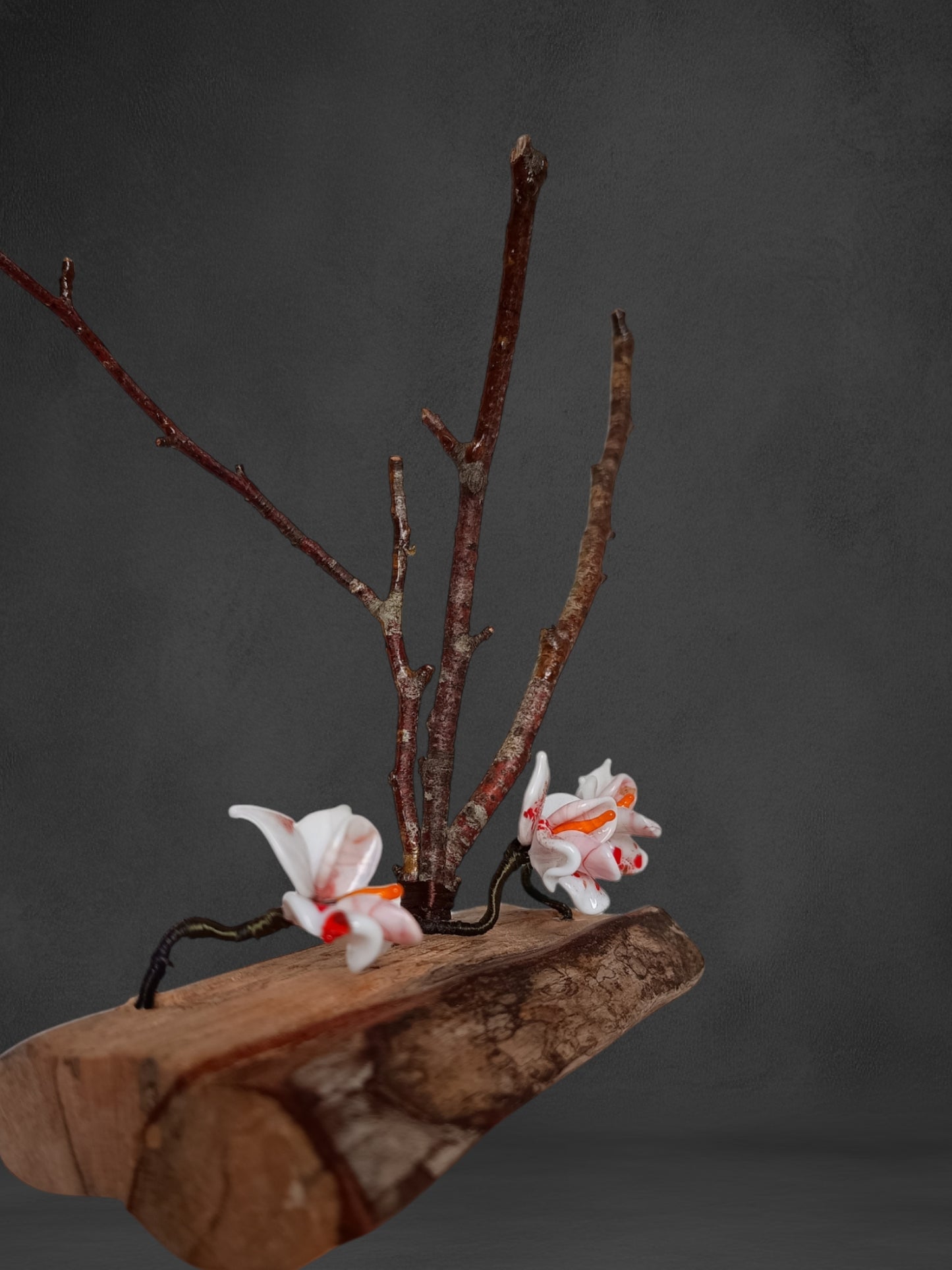 Fiori Di Orchidea Bianca