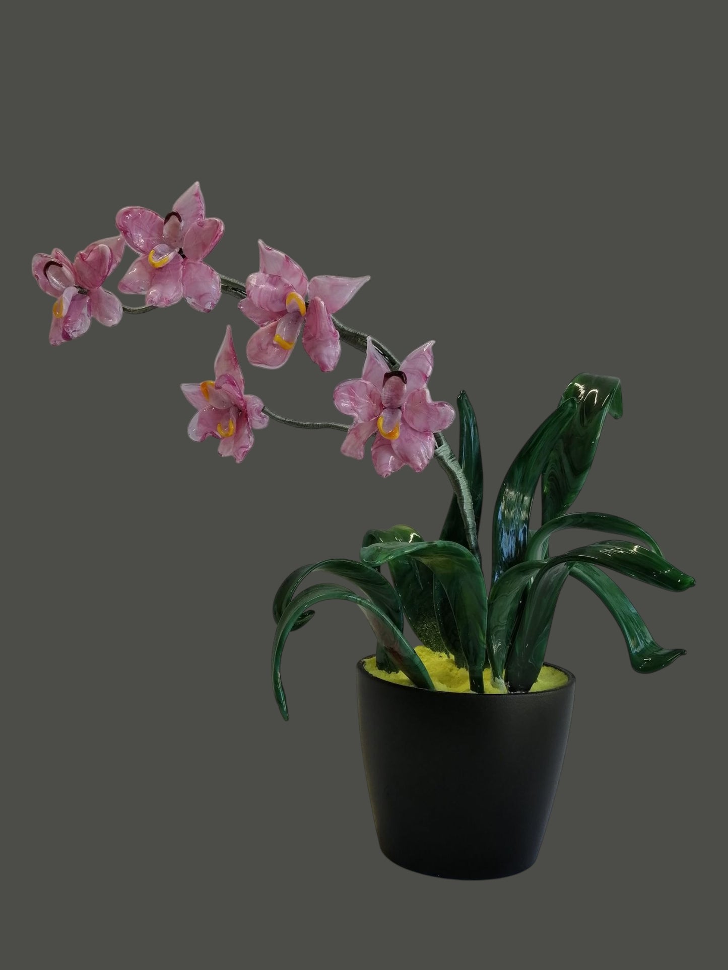 pianta ramo orchidea