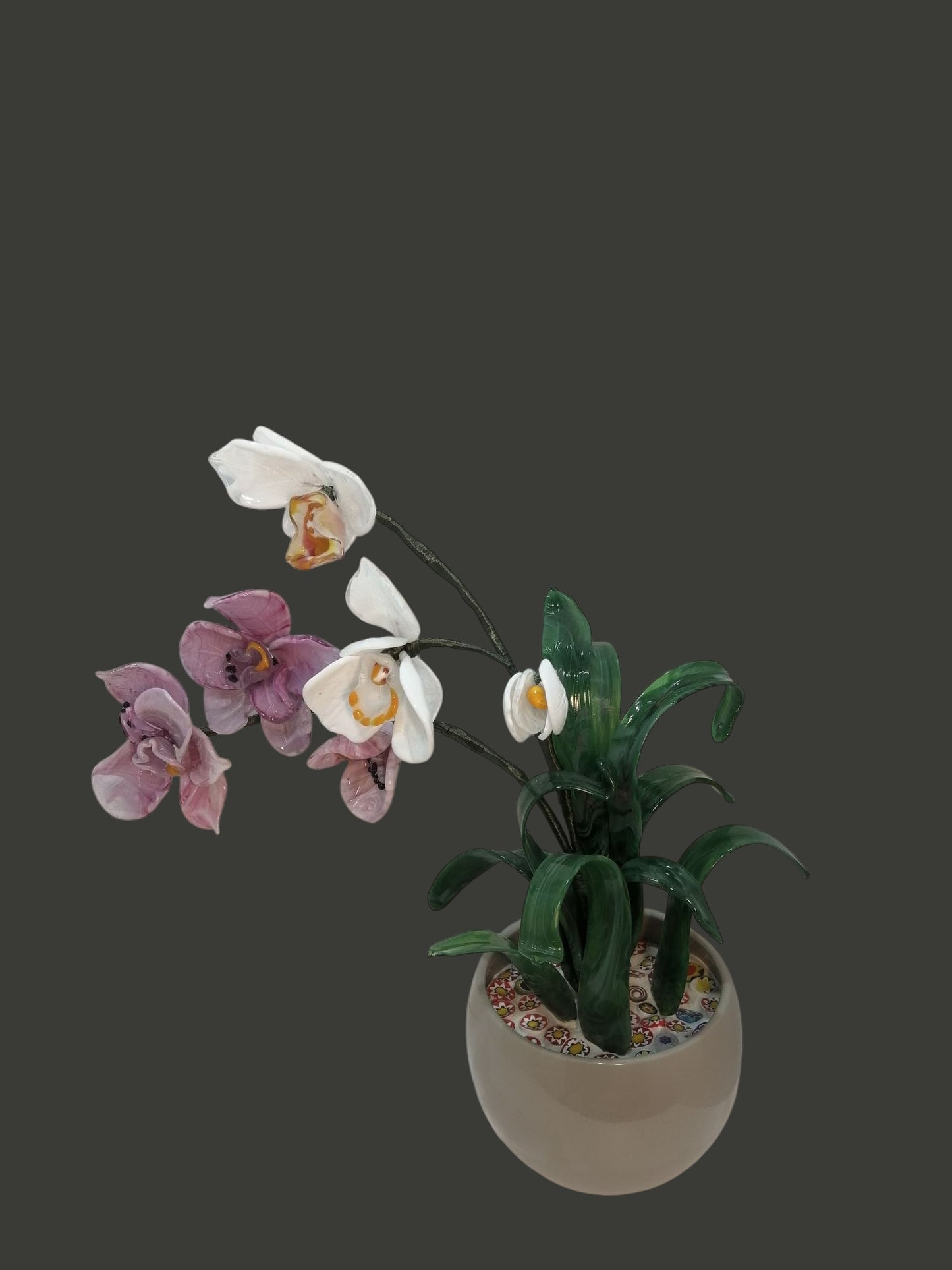 pianta ramo orchidea