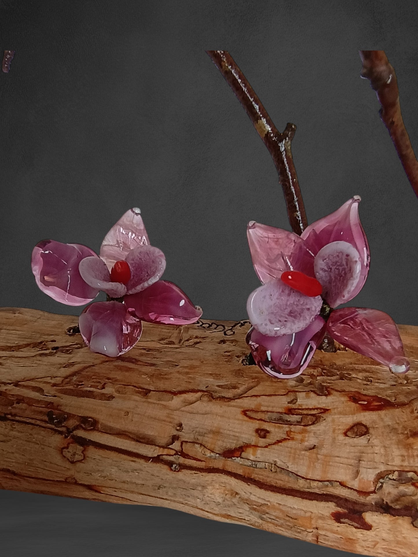 Fiori Di Orchidea Rosa