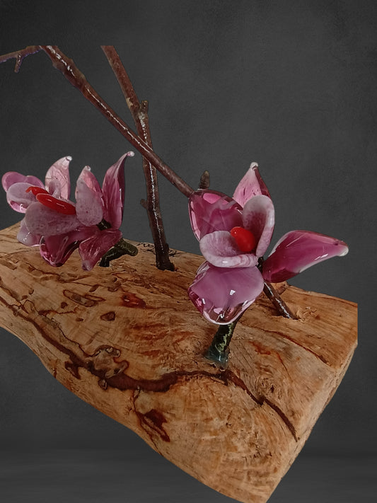 Fiori Di Orchidea Rosa