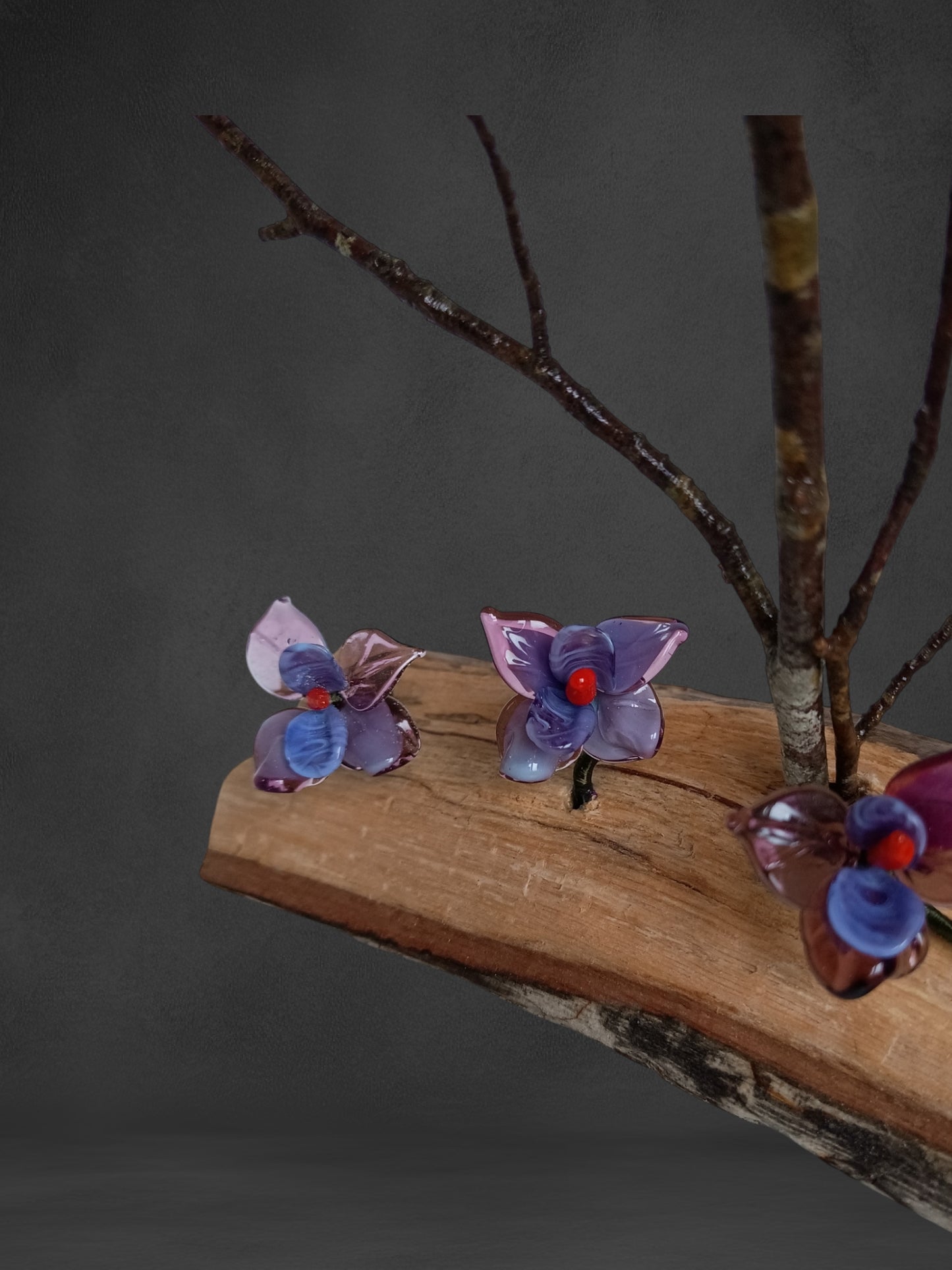 Fiori Di Orchidea Viola