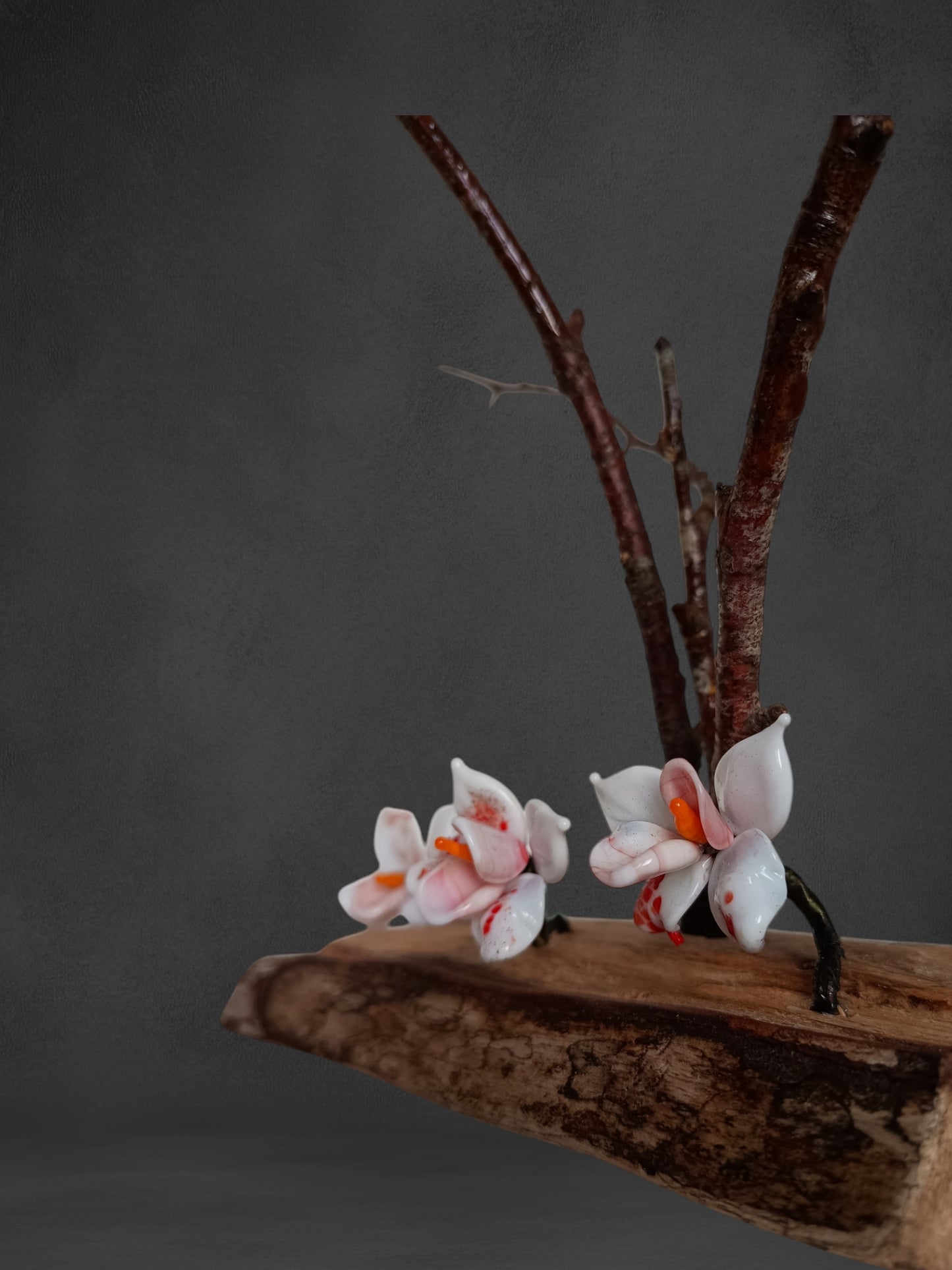 Fiori Di Orchidea Bianca