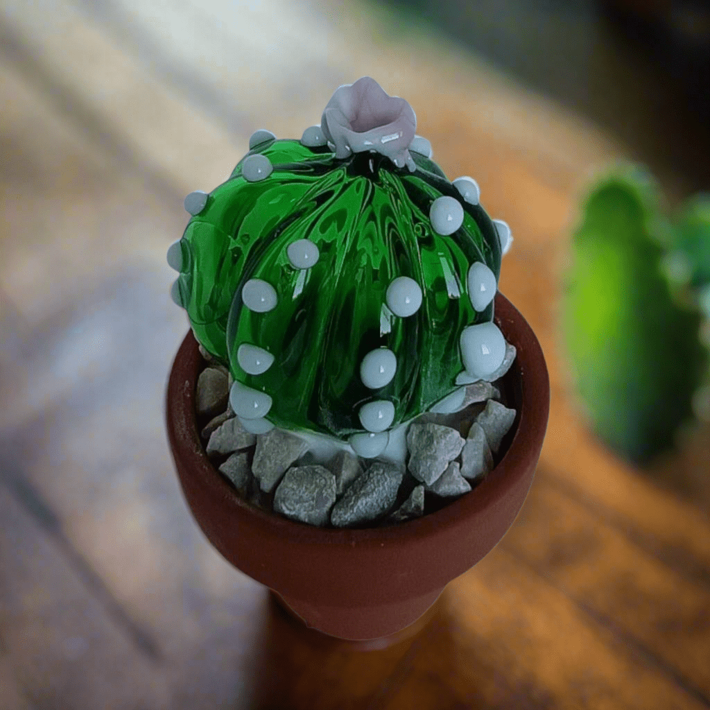 Notocactus - MantoanMurano