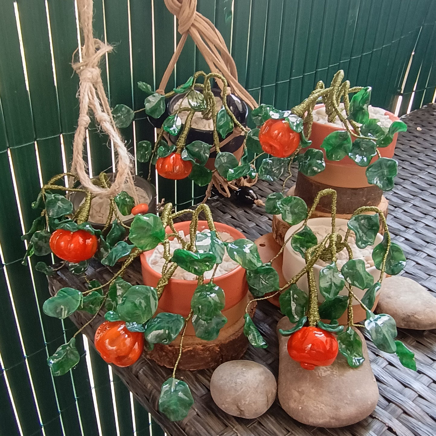 Piantina di zucca - MantoanMurano