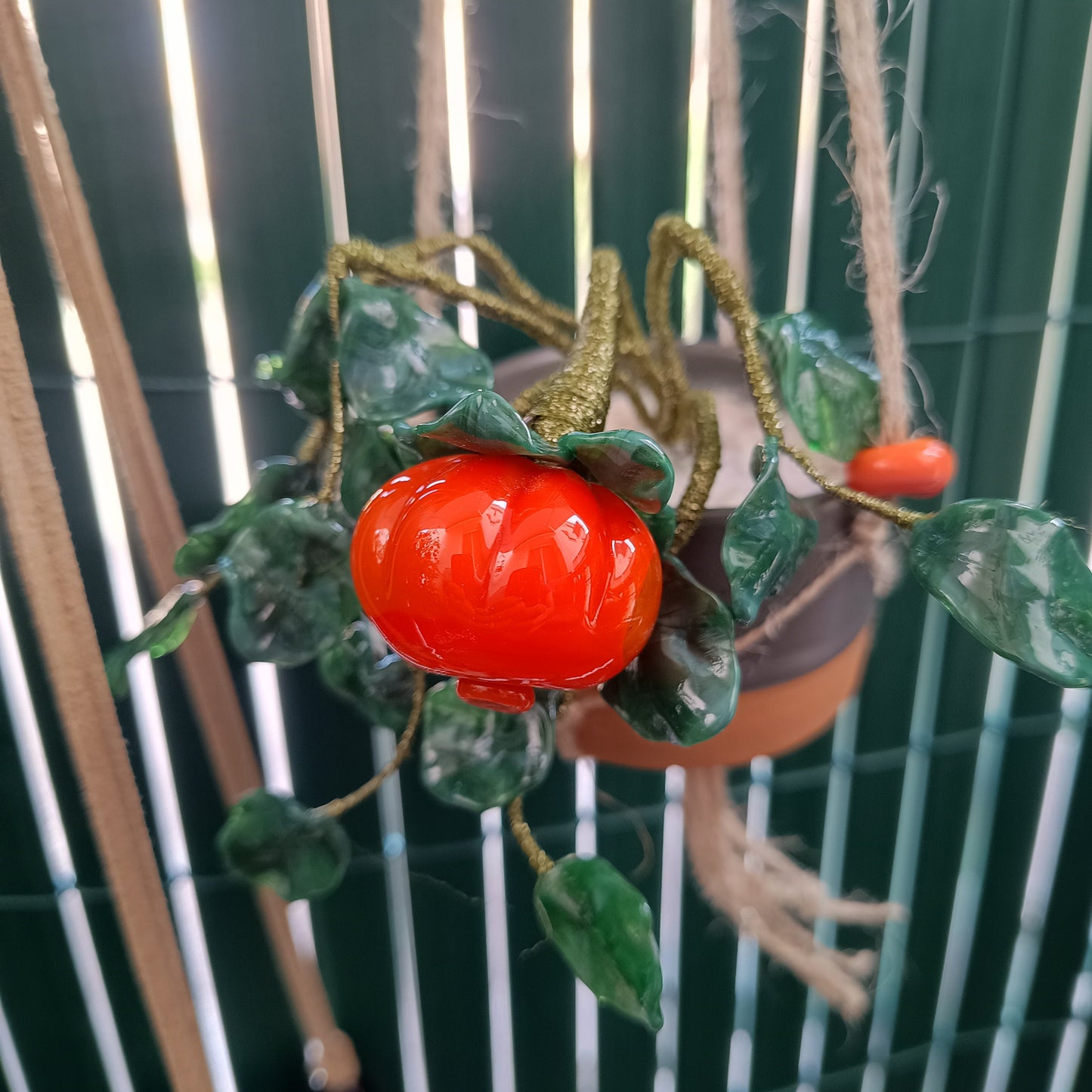 Piantina di zucca - MantoanMurano