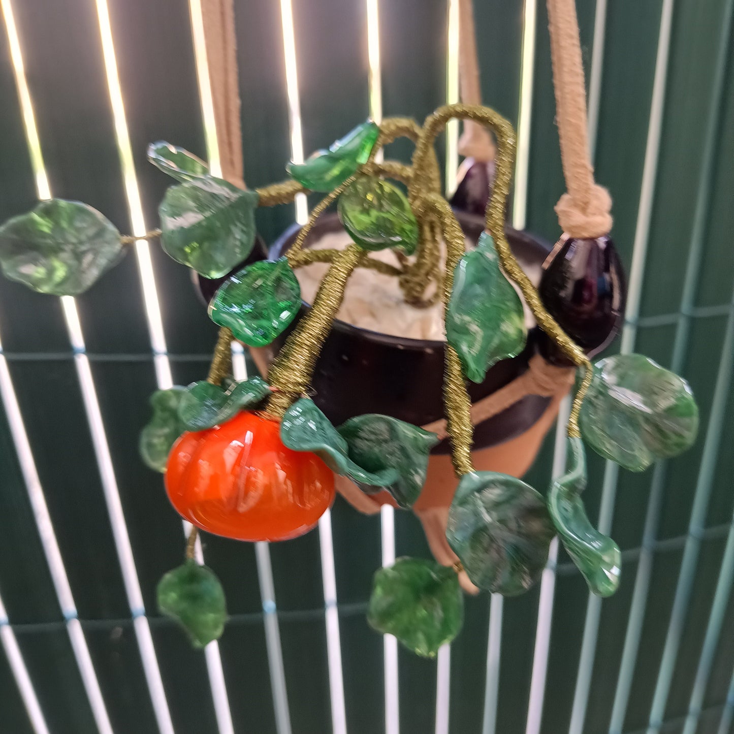 Piantina di zucca - MantoanMurano